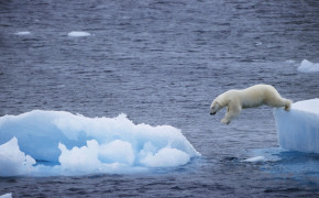 Polar Bear Jump In Water Wallpaper 00480