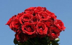 Red Rose Wallpaper HD 35047