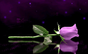 Purple Rose Background HD Wallpapers 35014