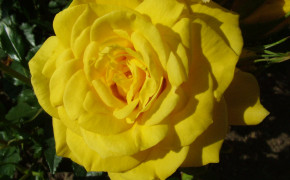 Yellow Rose Widescreen Wallpaper 35218