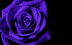 Violet Rose Widescreen Wallpapers 35181