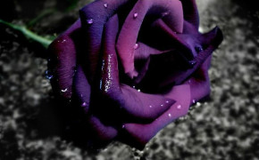 Purple Rose Best HD Wallpaper 35017