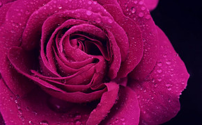 Purple Rose Best Wallpaper 35018
