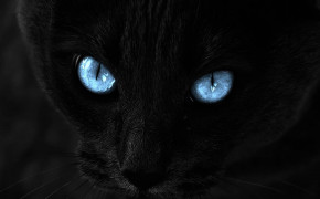 Cat Black Background HQ Wallpapers 34139