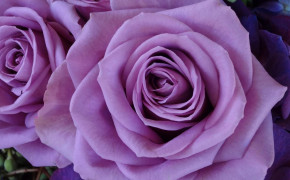 Lavender Rose Desktop Wallpaper 34910