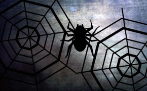 Halloween Spider Web Wallpapers Full HD 34789