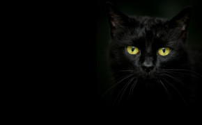 Cat Black Background Wallpaper Full HD 34142