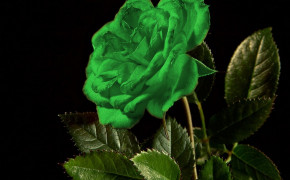 Green Rose Widescreen Wallpaper 34628