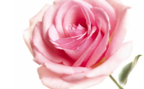 Pink Rose HD Wallpaper 35005