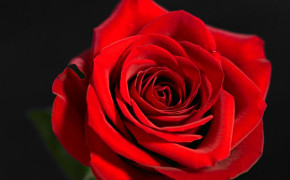 Red Rose Wallpapers Full HD 35049