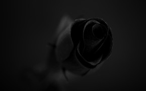 Black Rose Desktop Widescreen Wallpaper 34442