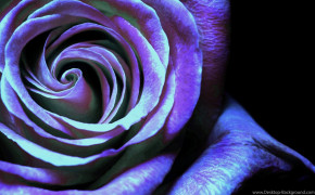 Turquoise Rose Background Wallpaper 35142