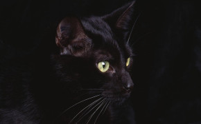 Cat Black Background PC Desktop Wallpaper 34140