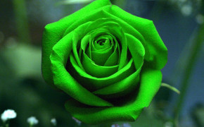 Green Rose Desktop Wallpaper 34617