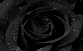 Black Rose Desktop HD Wallpaper 34440