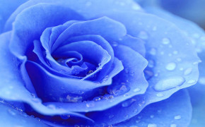 Blue Rose Desktop Wallpaper 34458