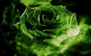 Green Rose Wallpaper 34626