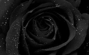 Black Rose Desktop Wallpaper 34441