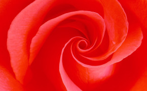 Red Rose HD Background Wallpaper 35041