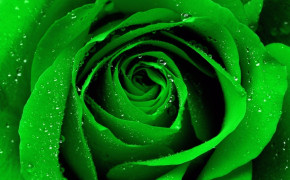 Green Rose Background Wallpapers 34613
