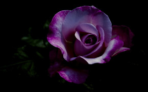 Violet Rose Wallpaper 35178