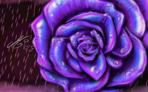Purple Rose Desktop HD Wallpaper 35019