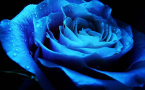 Blue Rose HD Desktop Wallpaper 34461