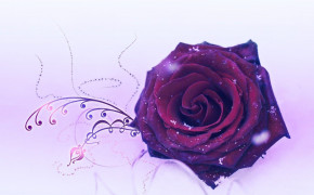 Purple Rose HD Wallpapers 35025