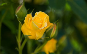 Yellow Rose Widescreen Wallpapers 35219