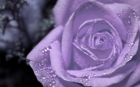 Purple Rose Wallpaper 35029