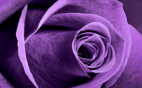 Violet Rose HD Background Wallpaper 35172