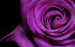 Lavender Rose HD Background Wallpaper 34912
