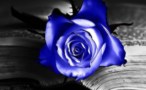 Blue Rose High Definition Wallpaper 34464