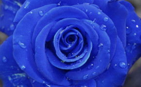 Blue Rose Widescreen Wallpapers 34470
