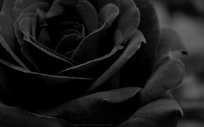 Black Rose Background HD Wallpapers 34435