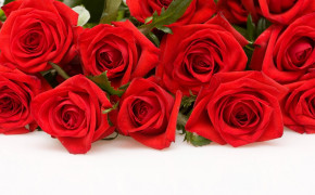 Red Rose HD Wallpapers 35044