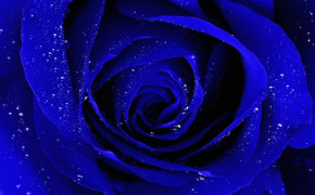 Blue Rose HD Wallpaper 34462