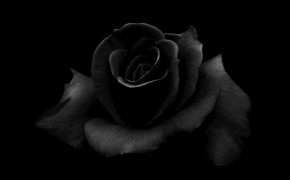 Black Rose Background Wallpapers 34437