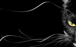 Cat Black Background Desktop HD Wallpapers 34130