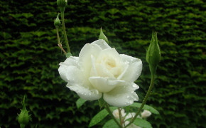 White Rose Background Wallpapers 35184