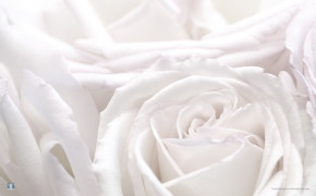 White Rose Background Wallpaper 35183