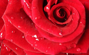 Red Rose Background Wallpaper 35034