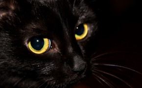 Cat Black Background Wallpapers HD 34144