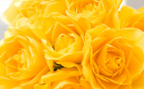 Yellow Rose Wallpapers Full HD 35217