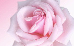 Pink Rose Wallpaper HD 35009