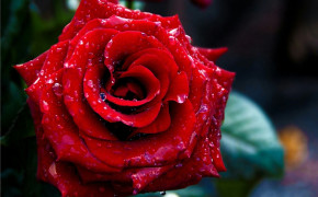 Red Rose High Definition Wallpaper 35045
