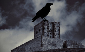 Halloween Crow Best HD Wallpaper 34687
