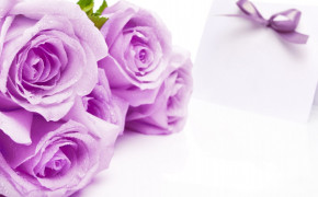 Lavender Rose Background Wallpapers 34906