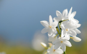 Jasmine Flower 03440