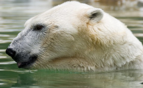 Polar Bear In Water Wallpaper 00479